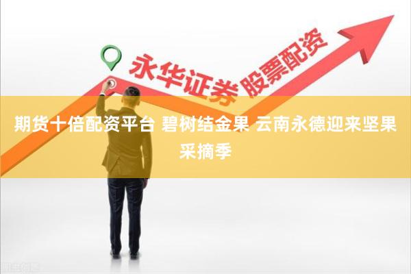 期货十倍配资平台 碧树结金果 云南永德迎来坚果采摘季